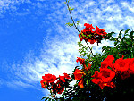 tablou Flower ternia